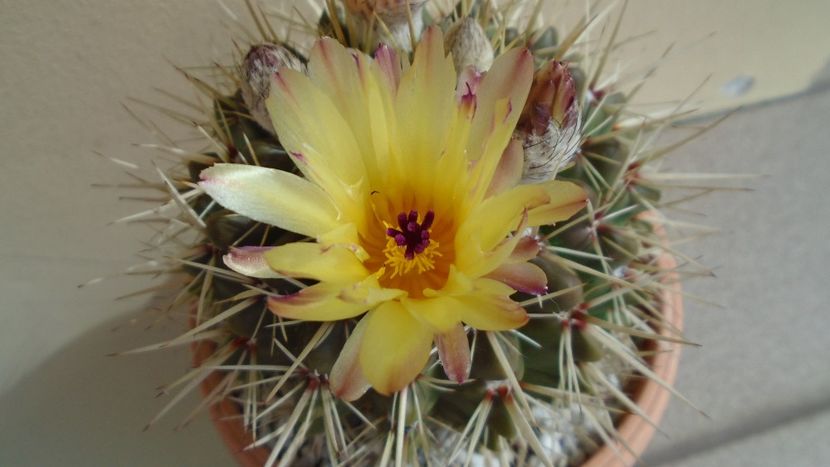 Notocactus mammulosus (Parodia mammulosa) - Cactusi 2020 evolutie primavara