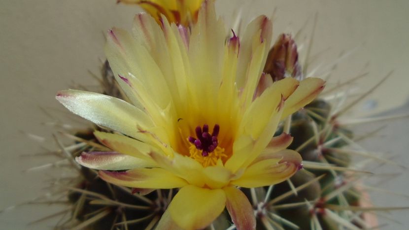 Notocactus mammulosus (Parodia mammulosa) - Cactusi 2020 evolutie primavara
