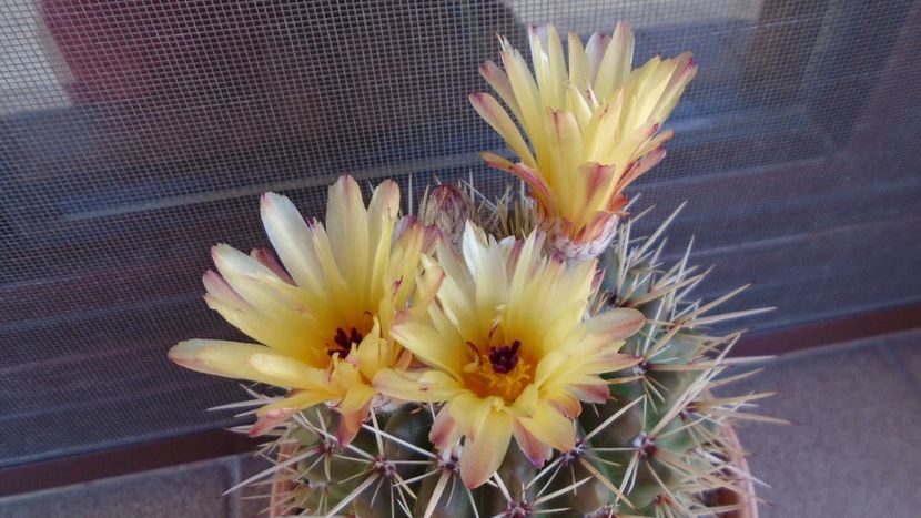Notocactus mammulosus (Parodia mammulosa) - Cactusi 2020 evolutie primavara