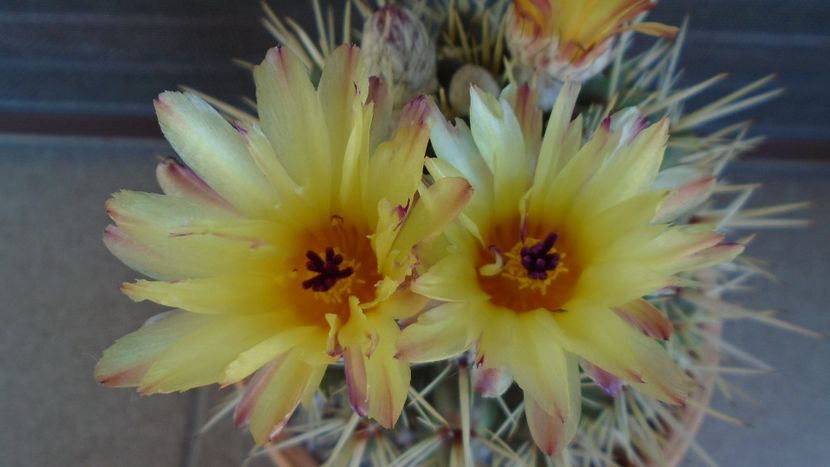 Notocactus mammulosus (Parodia mammulosa) - Cactusi 2020 evolutie primavara