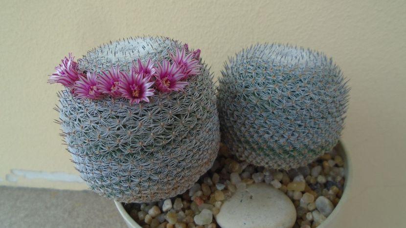 Mammillaria perbella cv. superfina - Cactusi 2020 evolutie primavara