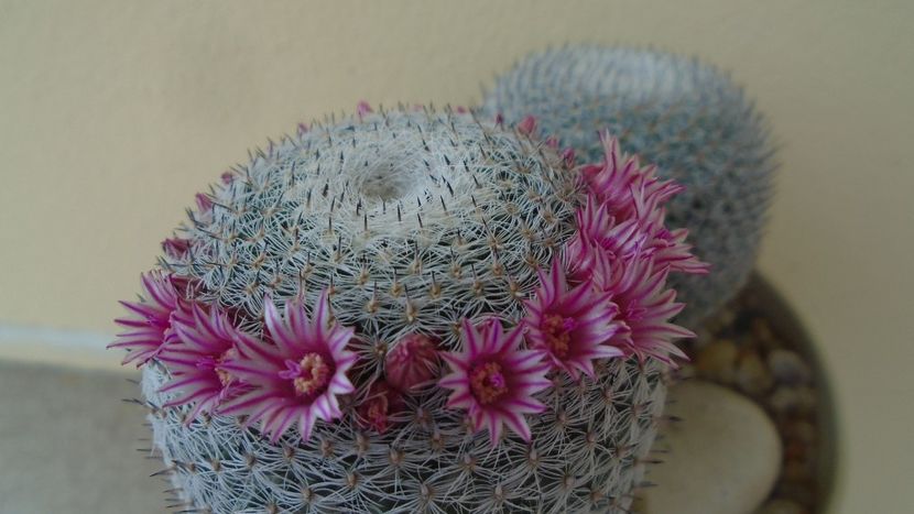 Mammillaria perbella cv. superfina - Cactusi 2020 evolutie primavara