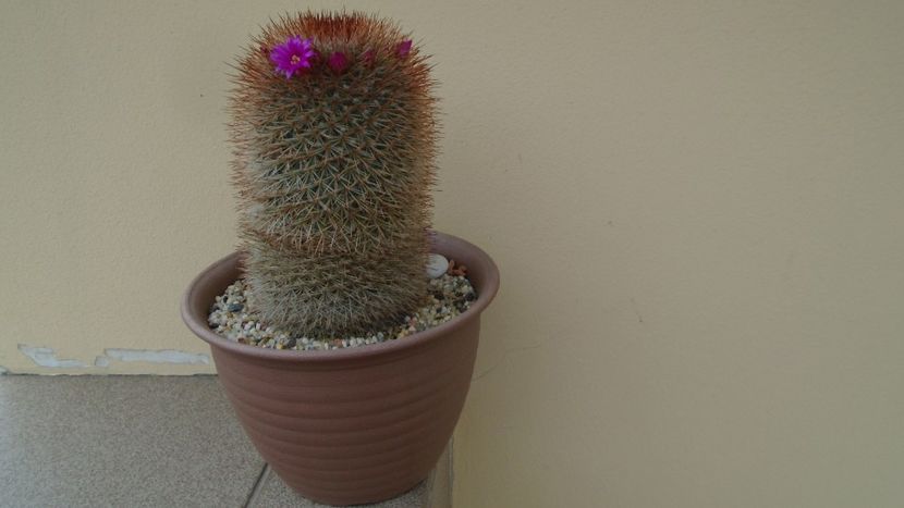 Mammillaria spinosissima - Cactusi 2020 evolutie primavara