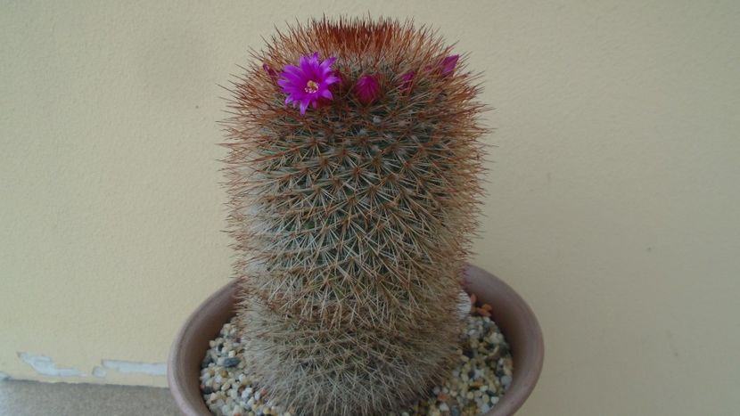 Mammillaria spinosissima - Cactusi 2020 evolutie primavara
