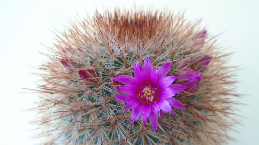 Mammillaria spinosissima - Cactusi 2020 evolutie primavara