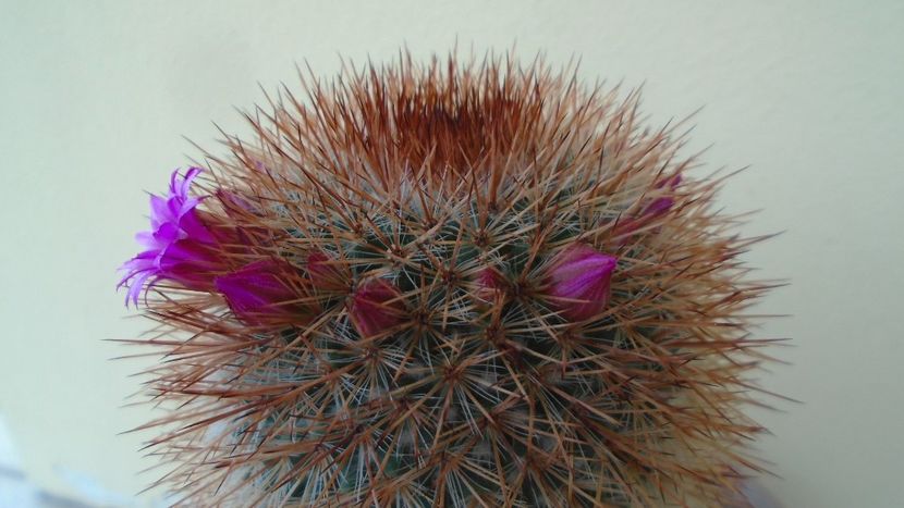 Mammillaria spinosissima - Cactusi 2020 evolutie primavara