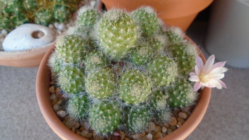 Rebutia cv. sunrise - Cactusi 2020 evolutie primavara