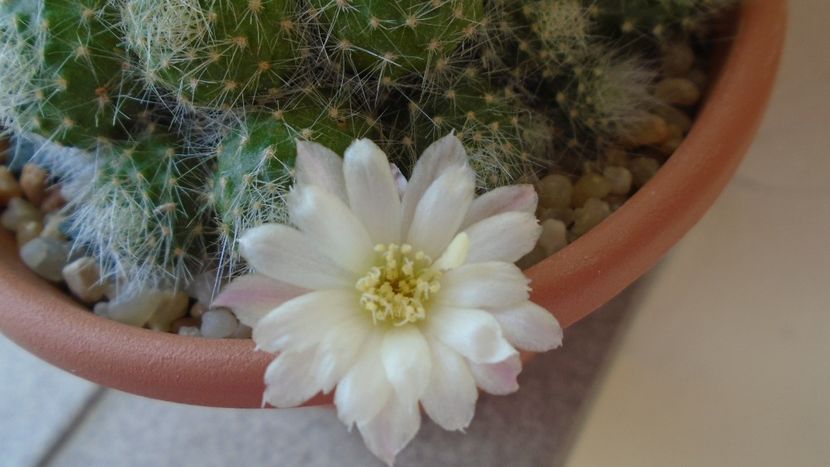 Rebutia cv. sunrise - Cactusi 2020 evolutie primavara