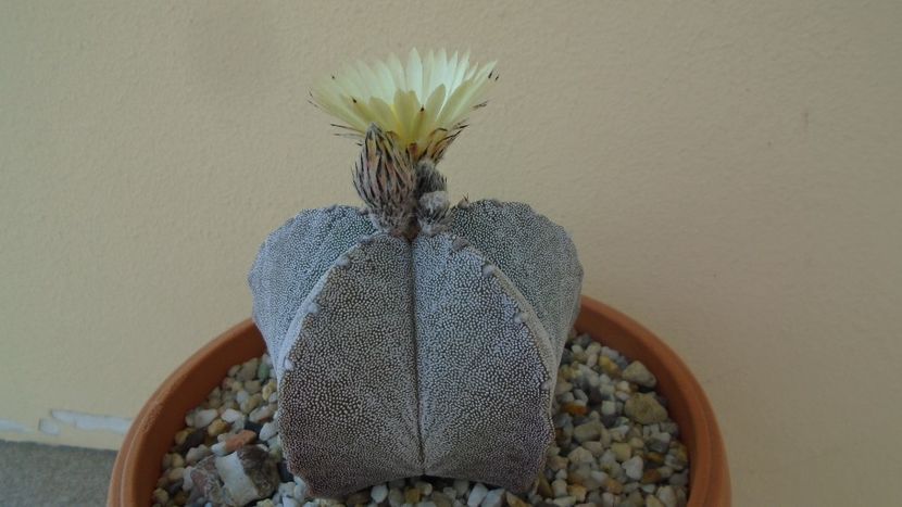 Astrophytum coahuilense - Cactusi 2020 evolutie primavara