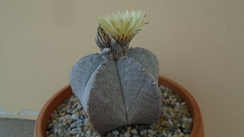 Astrophytum coahuilense - Cactusi 2020 evolutie primavara