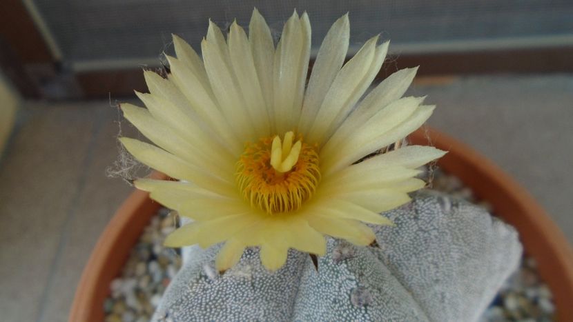 Astrophytum coahuilense - Cactusi 2020 evolutie primavara