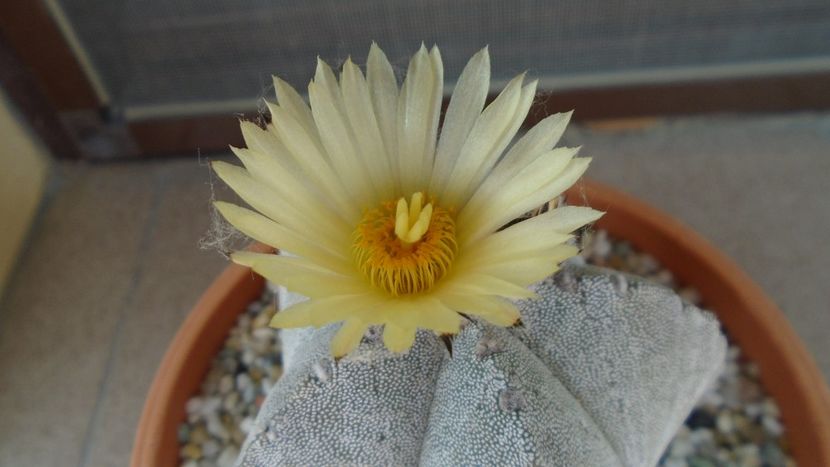 Astrophytum coahuilense - Cactusi 2020 evolutie primavara