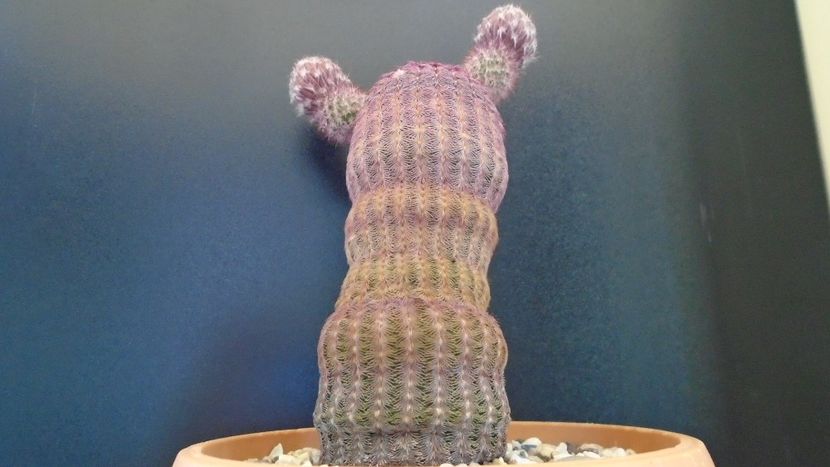 Echinocereus rigidissimus ssp. rubispinus - Cactusi 2020 evolutie primavara