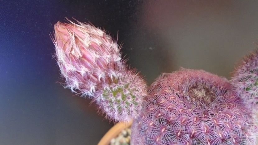 Echinocereus rigidissimus ssp. rubispinus - Cactusi 2020 evolutie primavara