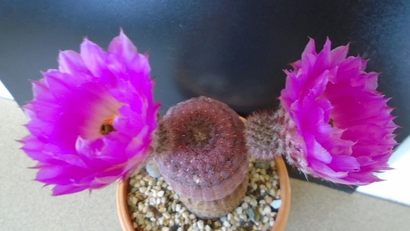 Echinocereus rigidissimus ssp. rubispinus - Cactusi 2020 evolutie primavara