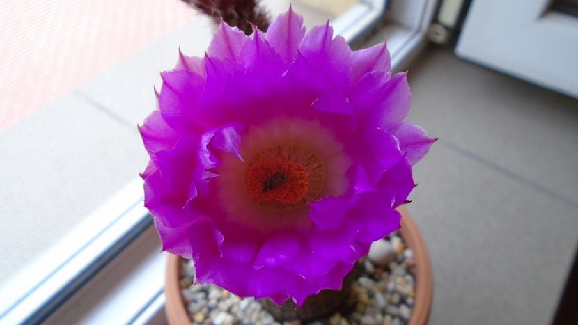 Echinocereus rigidissimus ssp. rubispinus - Cactusi 2020 evolutie primavara