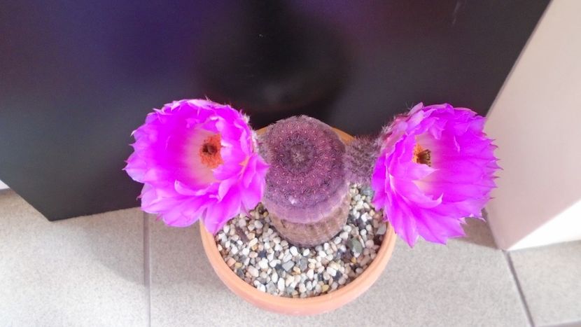 Echinocereus rigidissimus ssp. rubispinus - Cactusi 2020 evolutie primavara
