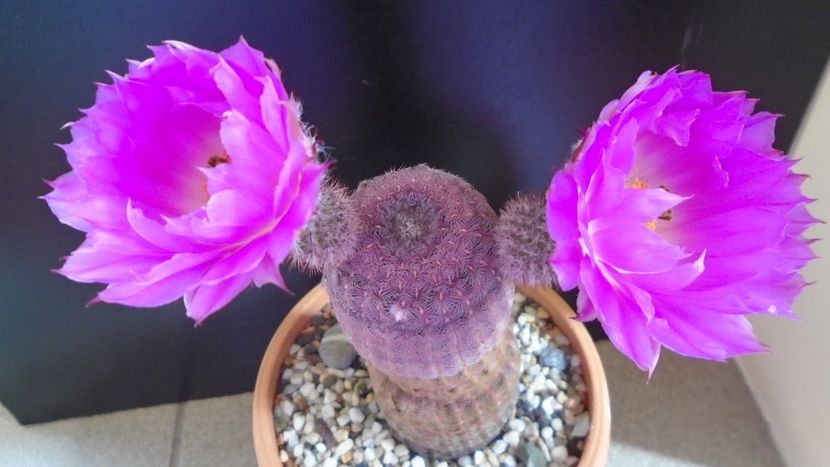 Echinocereus rigidissimus ssp. rubispinus - Cactusi 2020 evolutie primavara