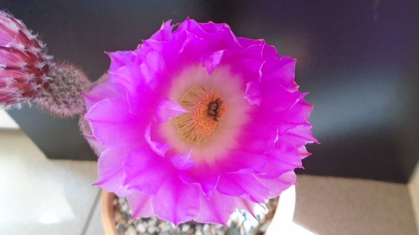 Echinocereus rigidissimus ssp. rubispinus - Cactusi 2020 evolutie primavara