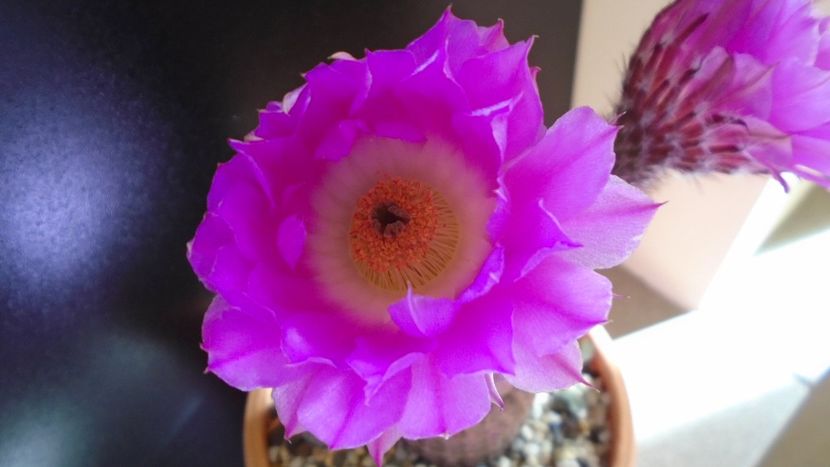 Echinocereus rigidissimus ssp. rubispinus - Cactusi 2020 evolutie primavara