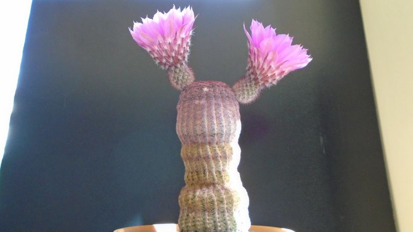 Echinocereus rigidissimus ssp. rubispinus - Cactusi 2020 evolutie primavara
