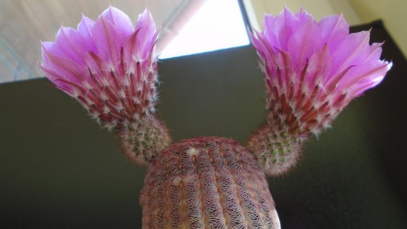 Echinocereus rigidissimus ssp. rubispinus - Cactusi 2020 evolutie primavara