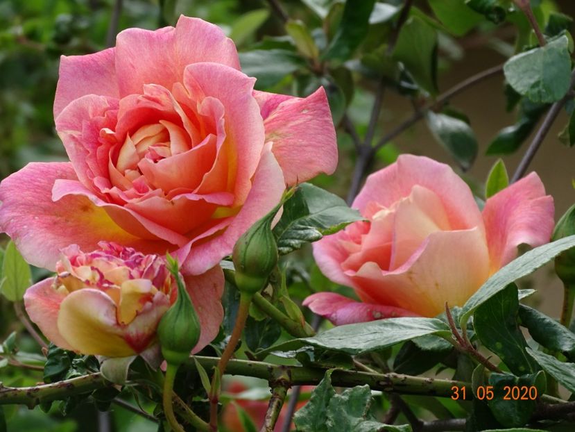  - Trandafiri 2020