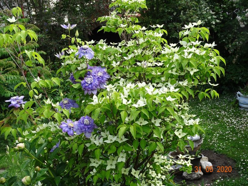  - Copacei si arbusti 2020