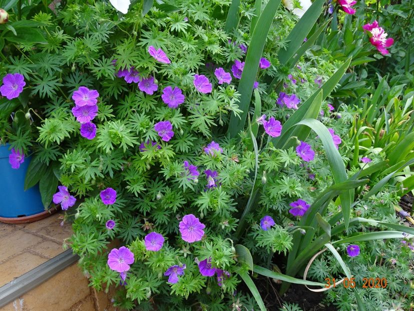  - Geranium 2020