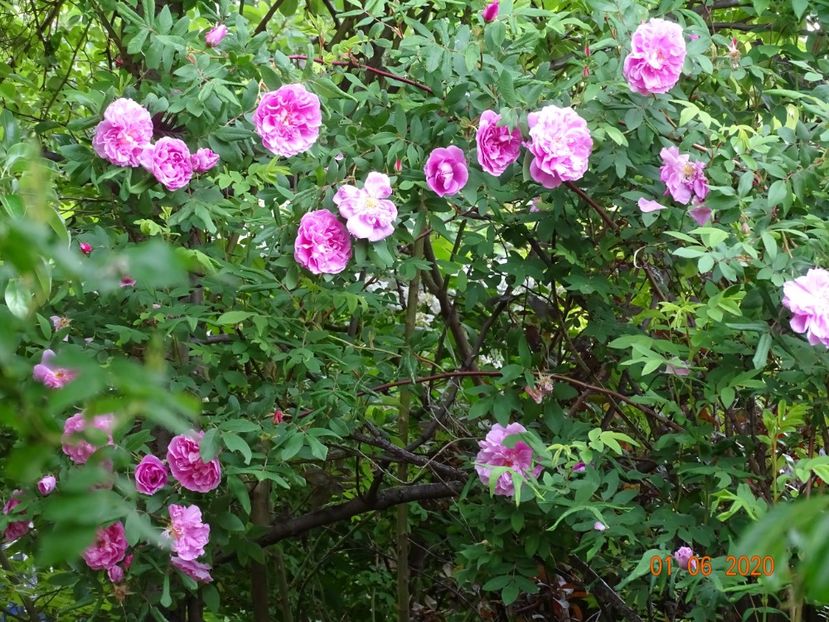  - Trandafiri 2020