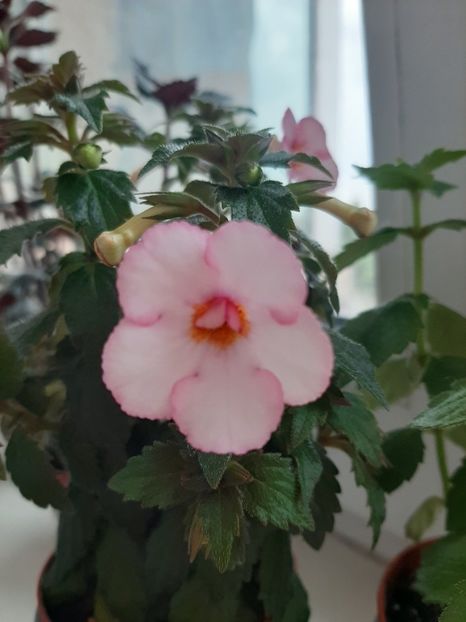  - achimenes-primele incercari