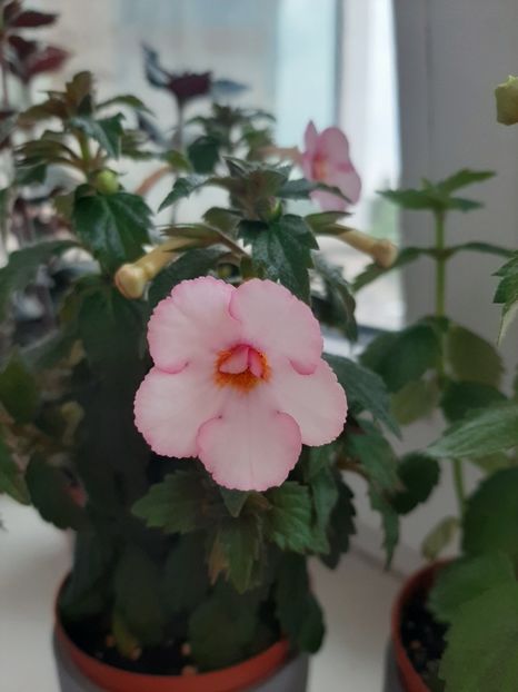  - achimenes-primele incercari