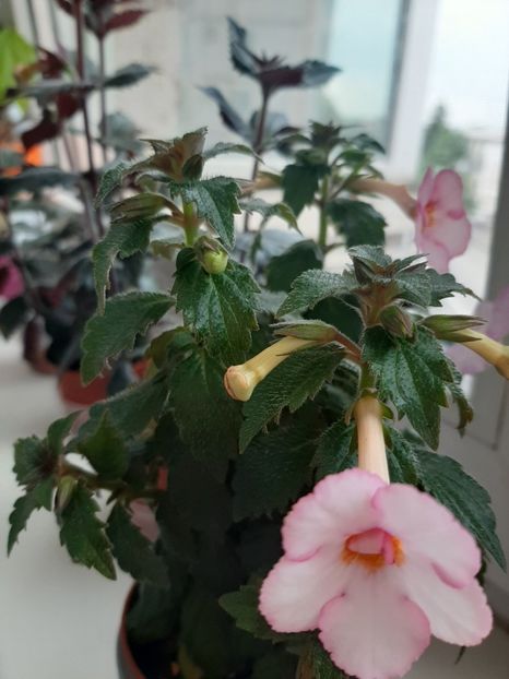  - achimenes-primele incercari