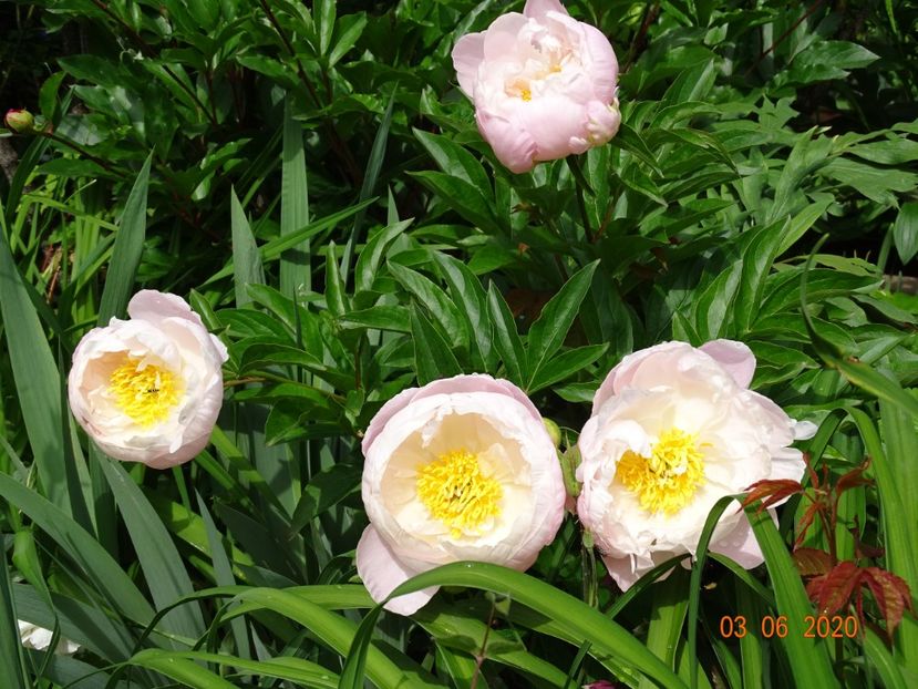 Miss America - Bujori 2020