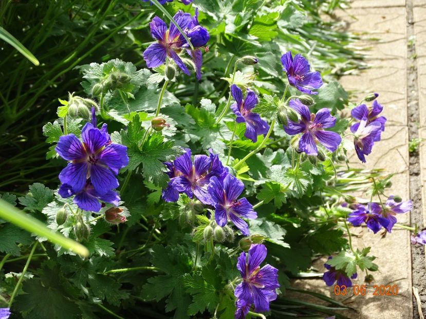  - Geranium 2020