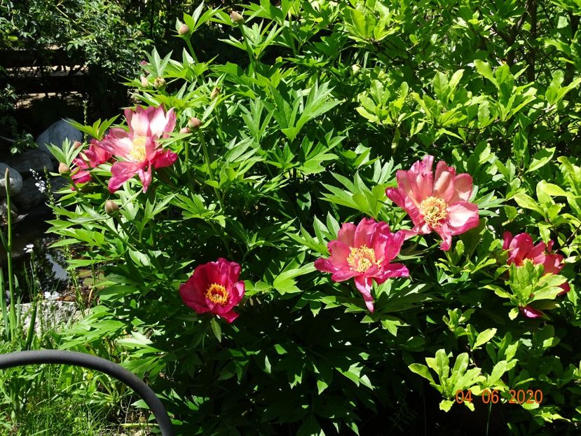  - Bujori arbustivi si itoh 2020