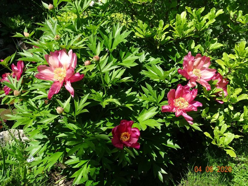  - Bujori arbustivi si itoh 2020