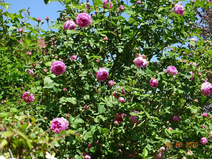  - Trandafiri 2020
