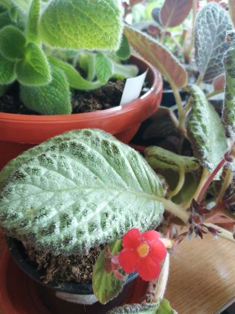  - Episcia