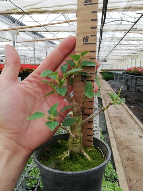 14 cm, cam mare - Viitori bonsai shohin