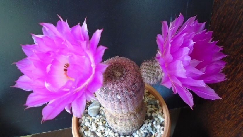 Echinocereus rigidissimus ssp. rubispinus - Cactusi 2020 evolutie primavara