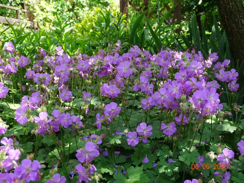  - Geranium 2020