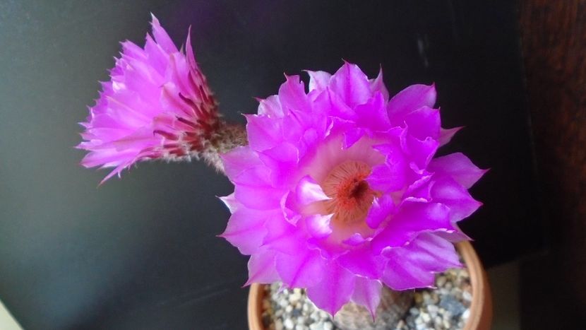 Echinocereus rigidissimus ssp. rubispinus - Cactusi 2020 evolutie primavara