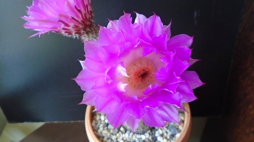 Echinocereus rigidissimus ssp. rubispinus - Cactusi 2020 evolutie primavara