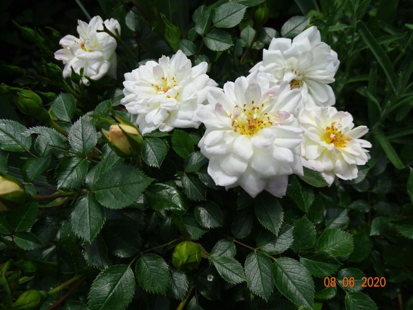  - Trandafiri 2020