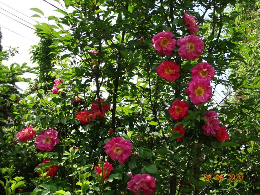  - Trandafiri 2020