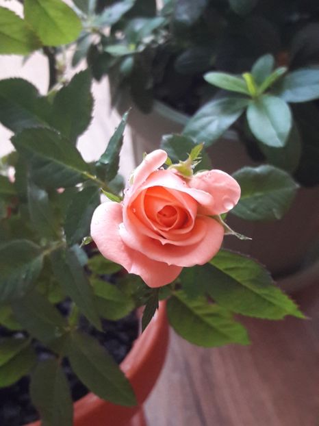  - Trandafir pitic roz