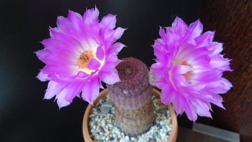 Echinocereus rigidissimus ssp. rubispinus - Cactusi 2020 evolutie primavara