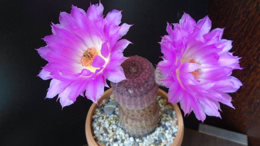 Echinocereus rigidissimus ssp. rubispinus - Cactusi 2020 evolutie primavara