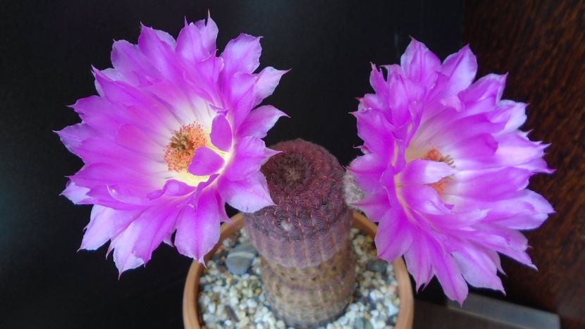 Echinocereus rigidissimus ssp. rubispinus - Cactusi 2020 evolutie primavara